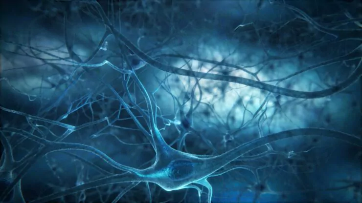 Neuron háló